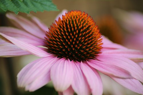 flower  nature  blossom