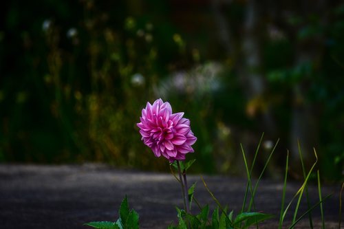 flower  beautiful flower  nature