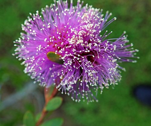 flower  native  australian
