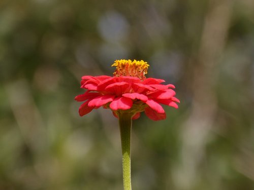 flower  zinia  red