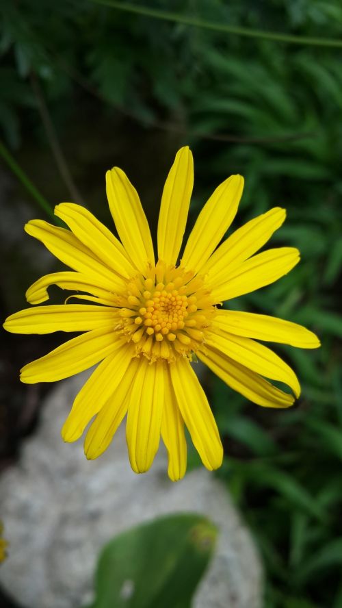 flower yellow plant