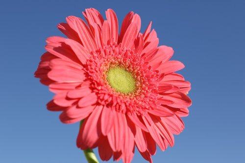 flower  gerbera  pink