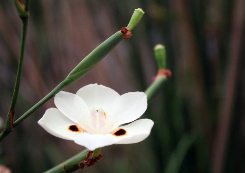 flower  white  blur background