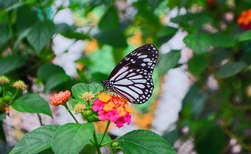 flower  butterfly  insect