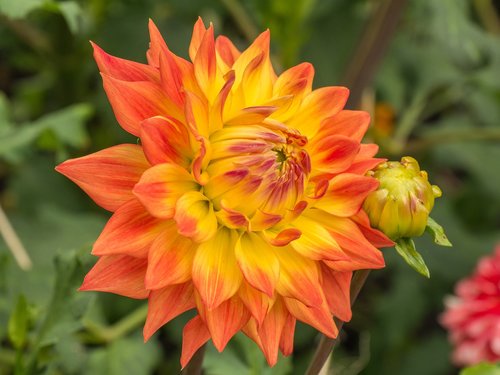 flower  dahlia  petals