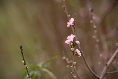 flower  peach flower  pink