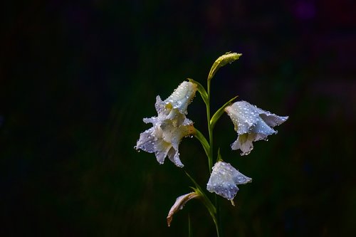 flower  beautiful  nature