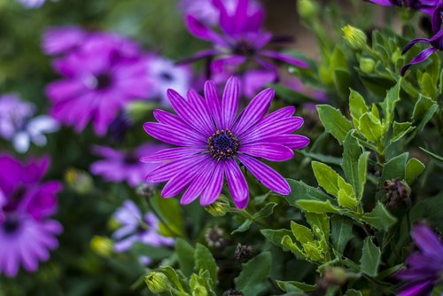 flower  beautiful  nature