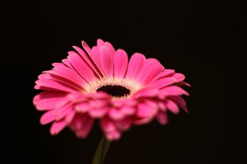 flower  gerbera  pink