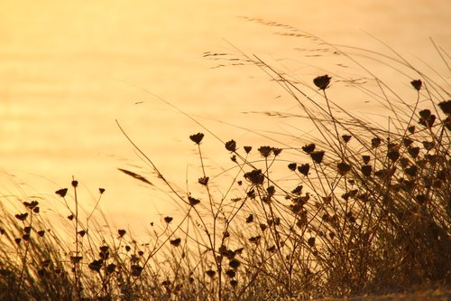 flower  grasses  summer