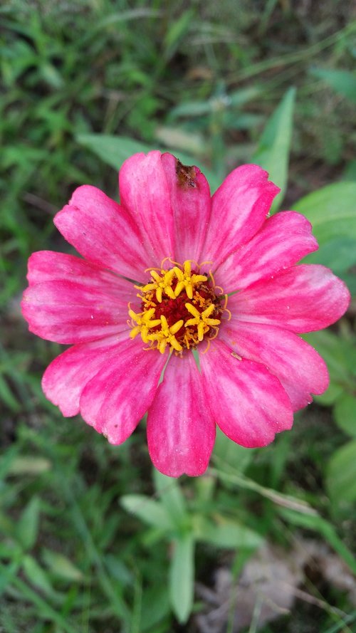 flower  flowers  flowers thailand