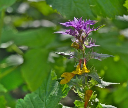 flower  purple  bloom