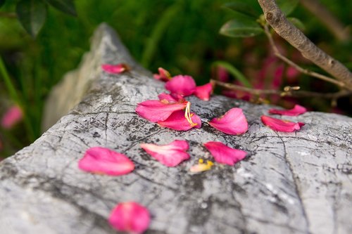 flower  red  petal