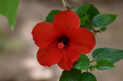 flower  red  morocco