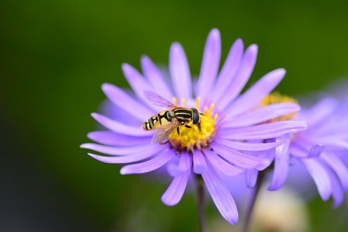 flower  bee  purple