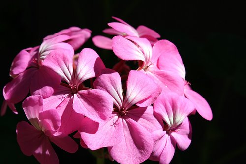 flower  pink  dark