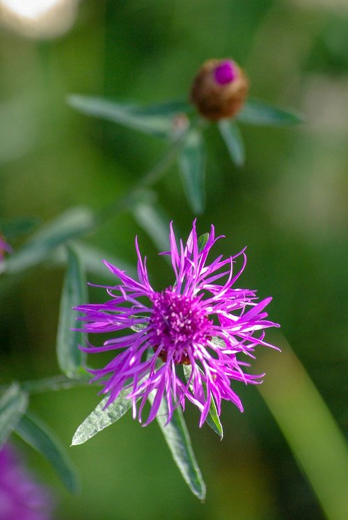 flower  bloom  plant