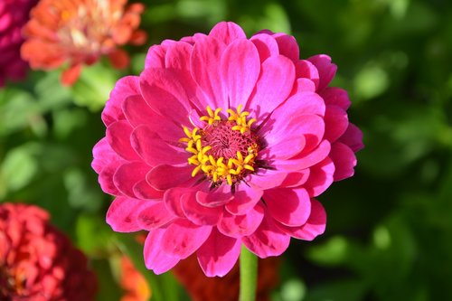 flower  flower color pink yellow  pistil