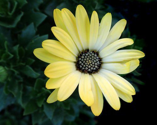 flower  yellow  daisy