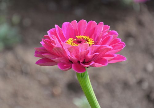 flower  flowers  flower pink petals