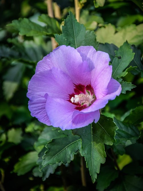 flower  plant  garden