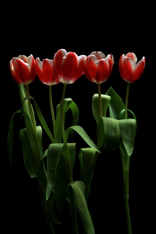 flower  tulip  tulips