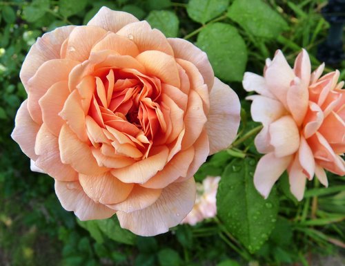 flower  rose  fragrant