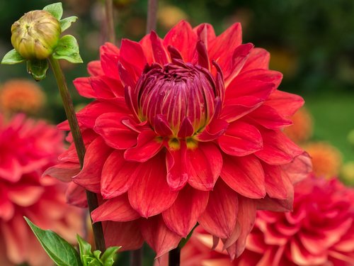 flower  dahlia  dahlias bud