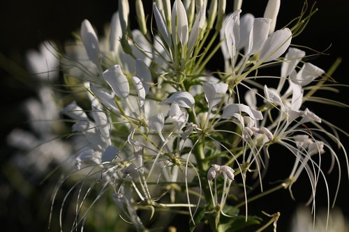 flower  summer  nature