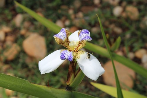 flower  insect  nature