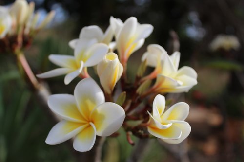 flower  white  spring