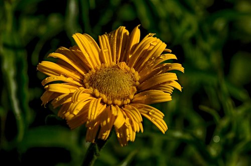 flower  yellow  summer