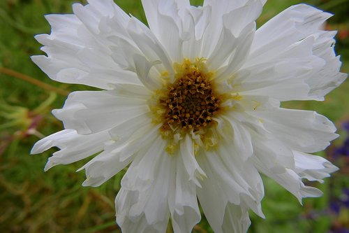 flower  white  nature