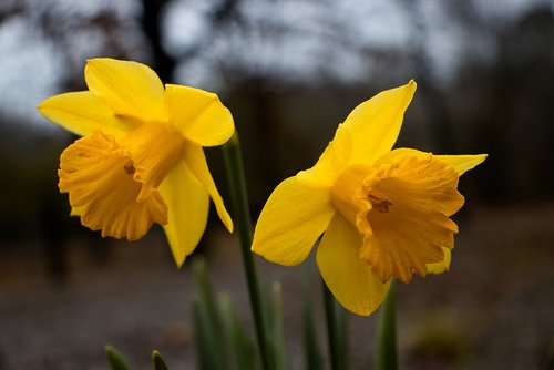 flower  yellow  pedal