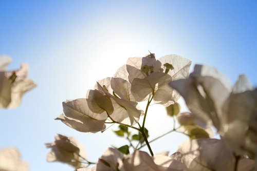 flower  leaf  plant