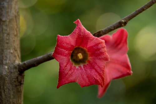 flower  bloom  lacebark tree