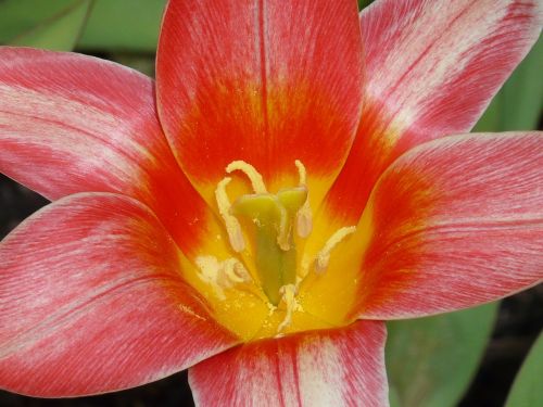 flower tulip blossom