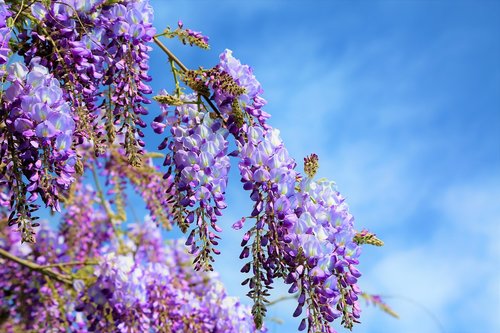 flower  spring  plant