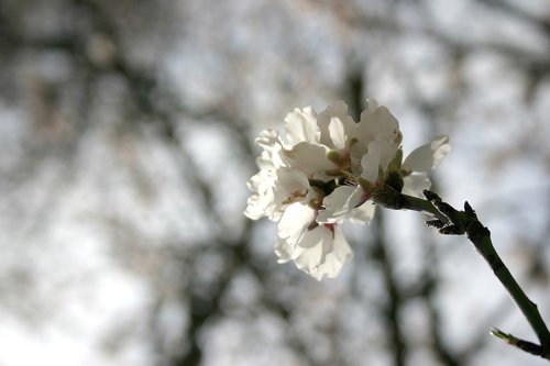 flower  almond tree  flowering