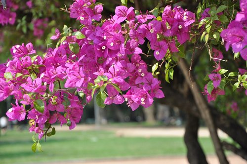 flower  rosa  park