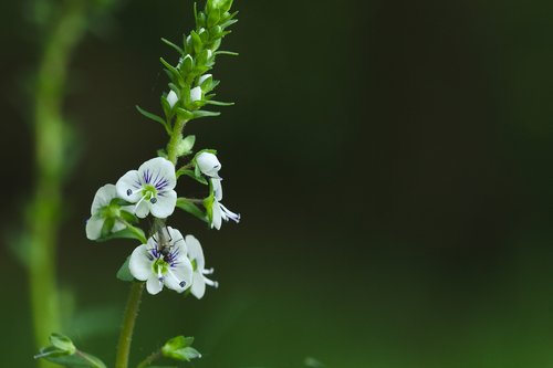 flower  white  green
