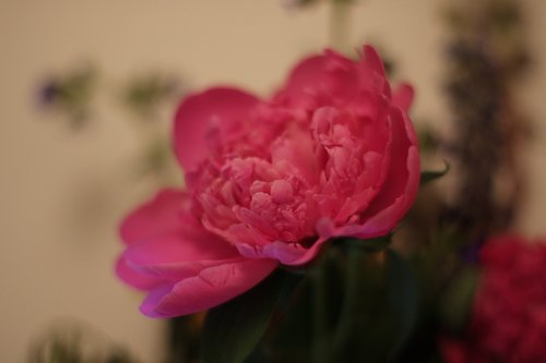 flower  peony  pink
