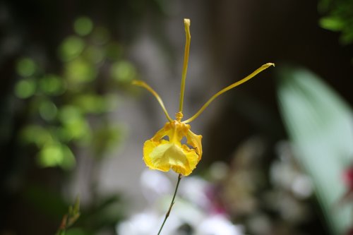 flower  orchid  plant