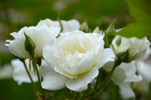 flower  pink  white