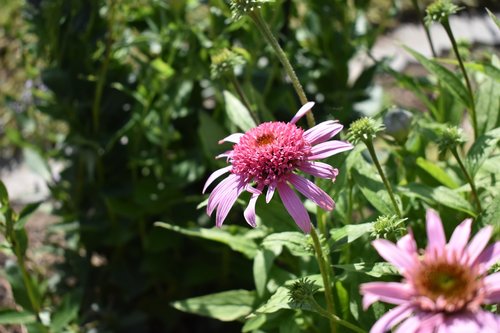 flower  coneflower  garden