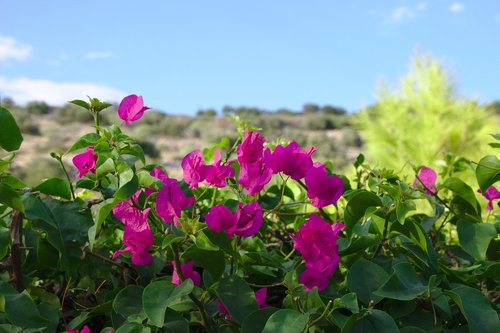 flower  pink  nature