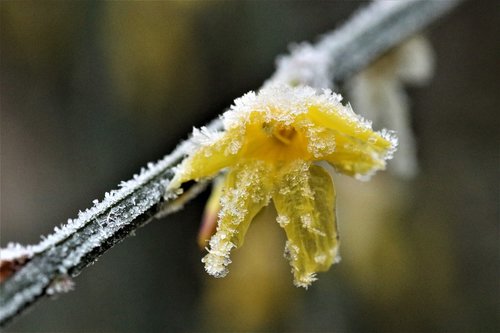flower  frost  icy