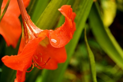 flower  plant  garden