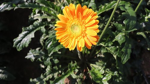 flower  portrait  sunflower