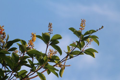 flower  sky  plant